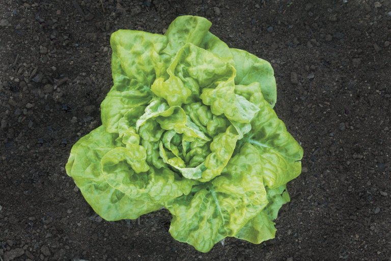 'Tennis Ball' Lettuce growing in Monticello's Vegetable Garden 'Tennis Ball' Lettuce growing in Monticello's Vegetable Garden