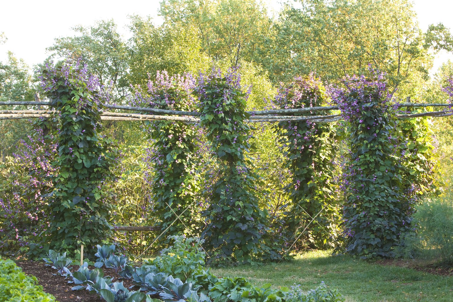 Bean Arbor next to Monticello's Vegetable Garden