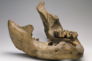 Find out 5 fun facts about Thomas Jefferson