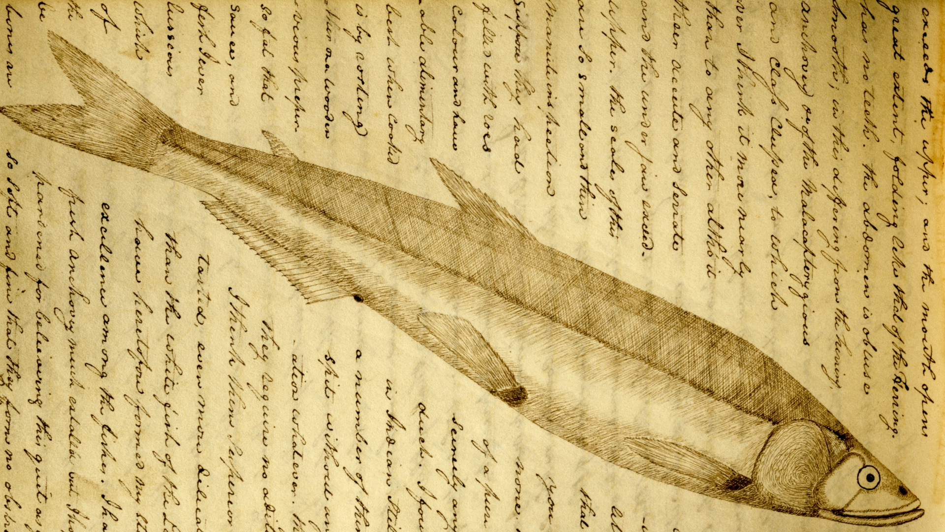 Scan of page from a Lewis and Clark journal.