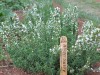 Winter Savory