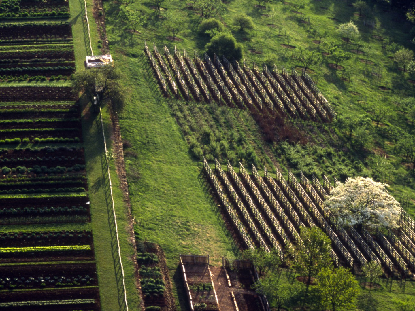 Aerial of Monticello's vineyards next to the 1,000-foot-long Vegetable Garden