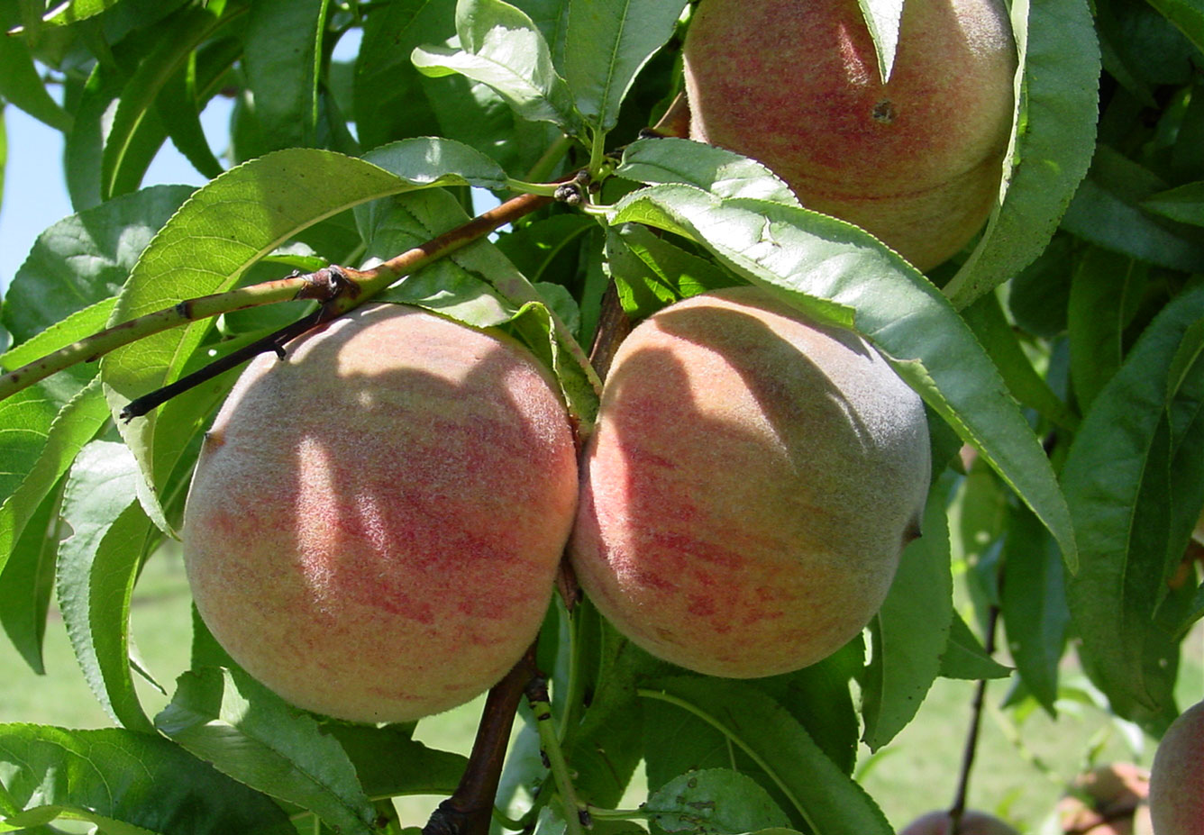 Indian Blood Cling Peaches growing in Monticello's South Orchard Indian Blood Cling Peaches growing in Monticello's South Orchard