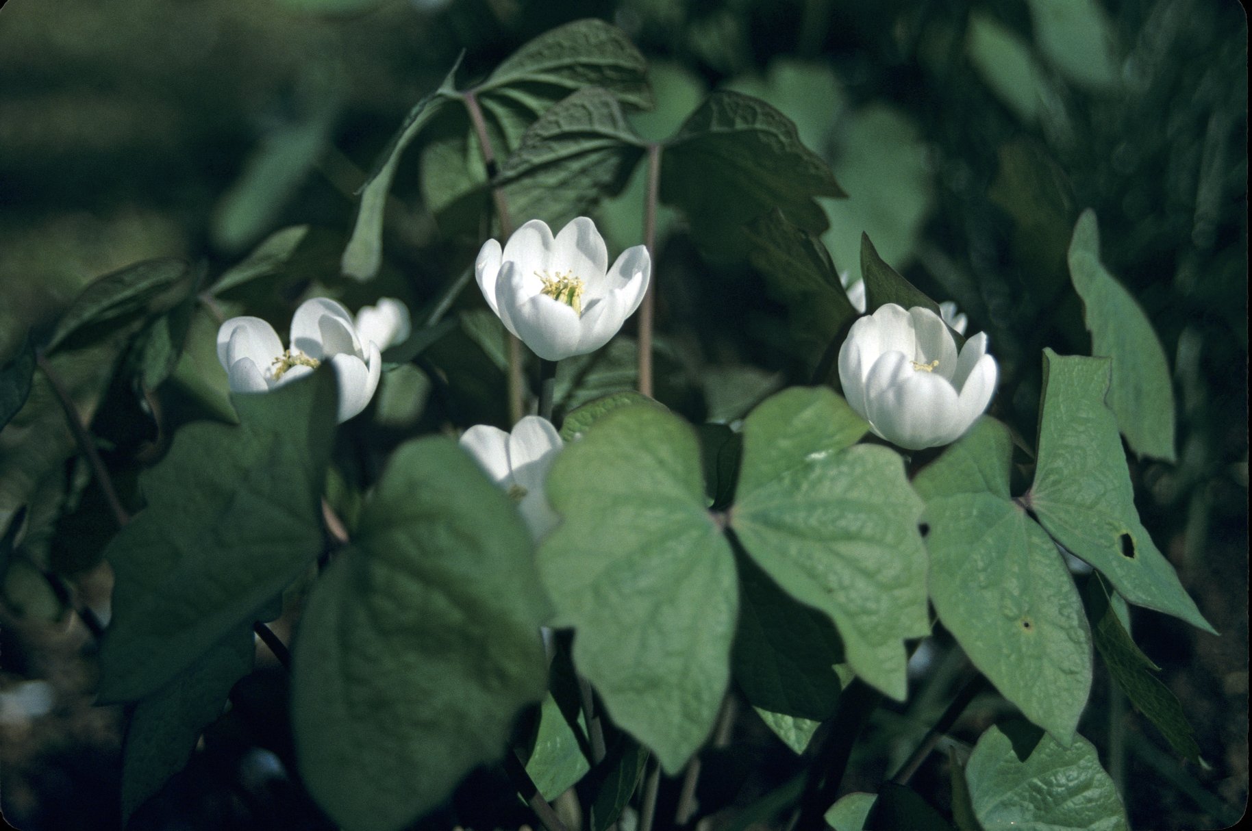 Flowering twinleaf plant