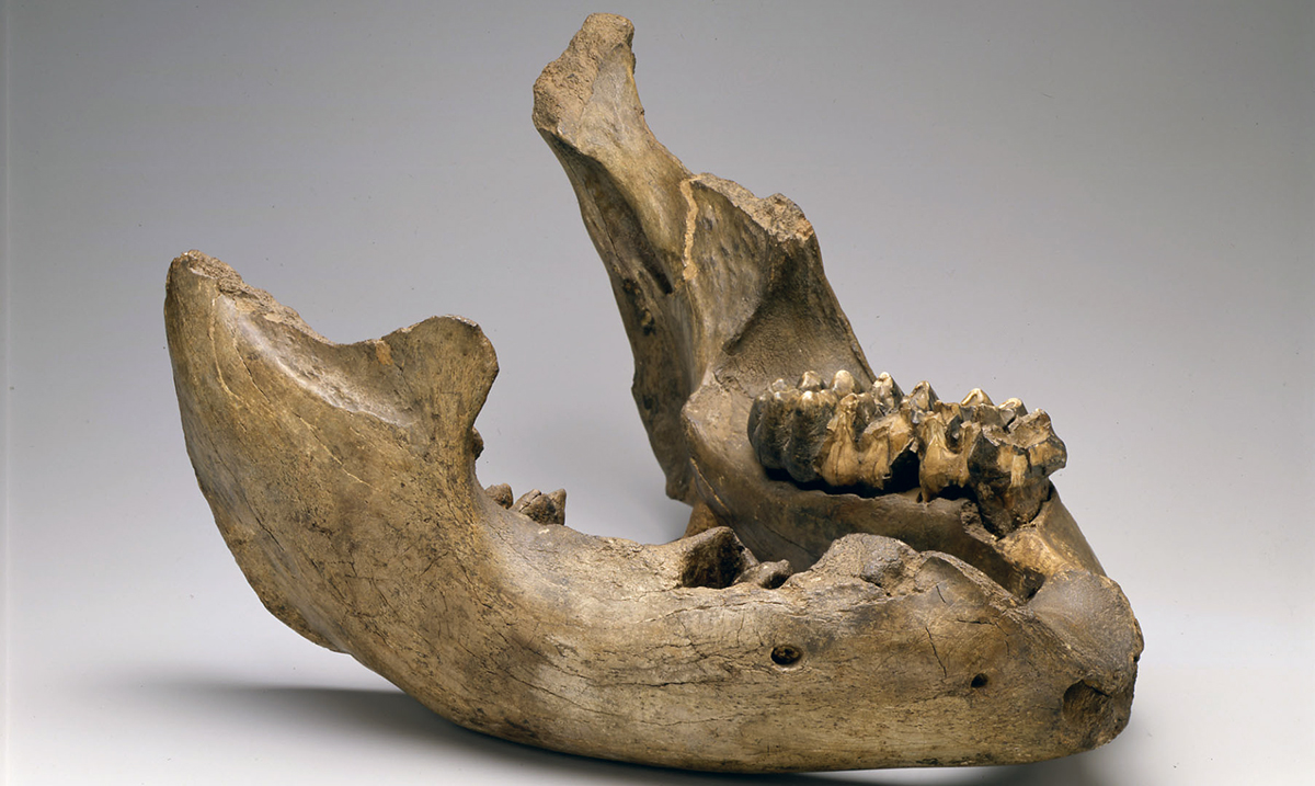 Mastodon Mandible