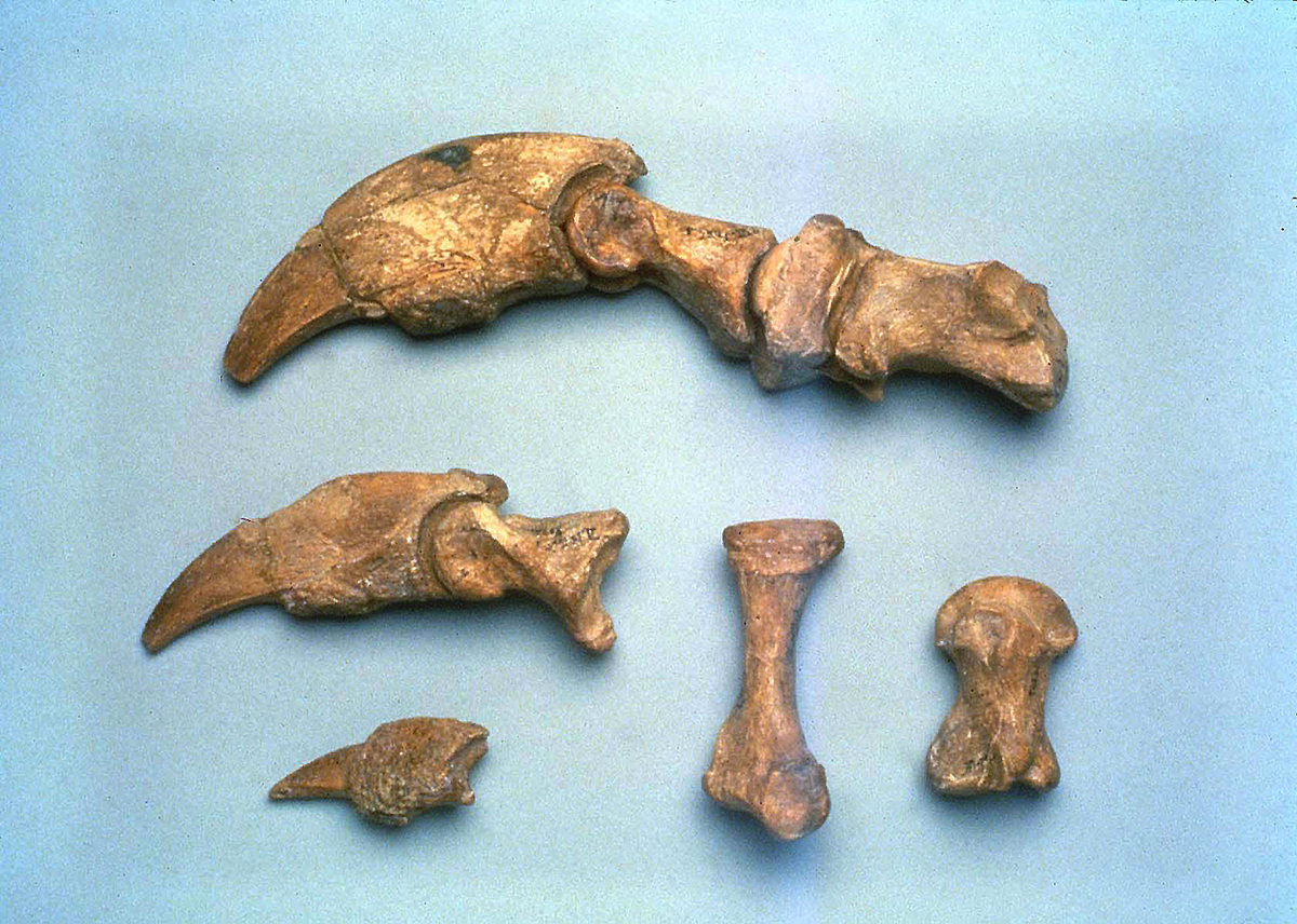 Megalonyx claw bones