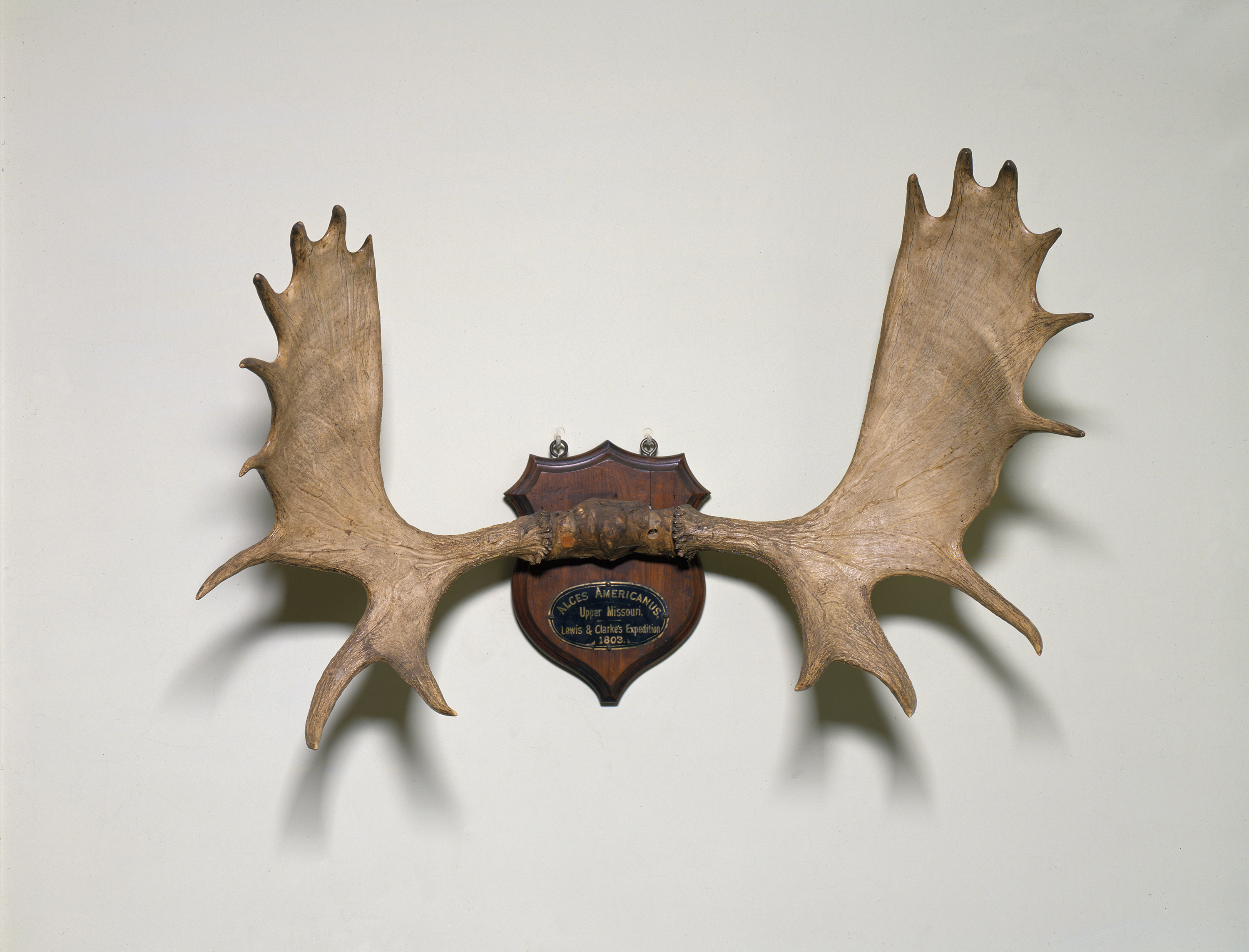 Moose Antlers at Monticello