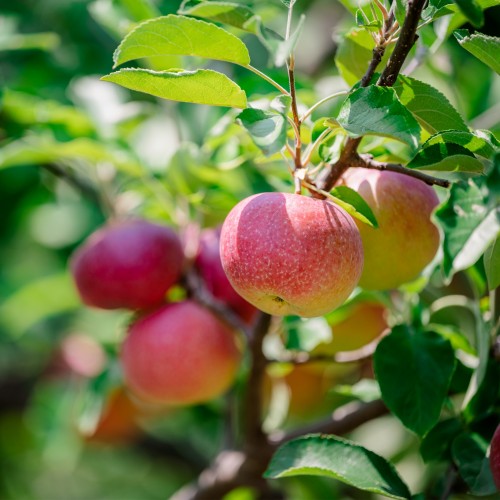 Ripe apples growing in Monticello's orchard