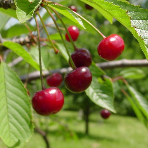 Cherries growing at Monticello