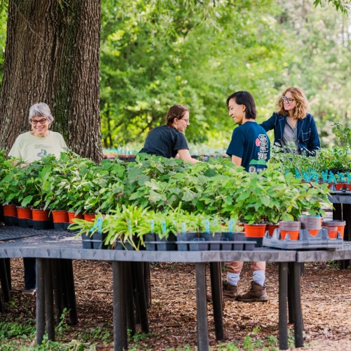 Guests and staff walk among plants for sale at Monticello's nursery, the Center for Historic Plants