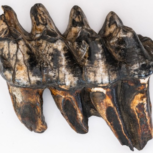 Isolated Mastodon molar