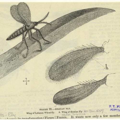 Drawing of a Hessian Fly