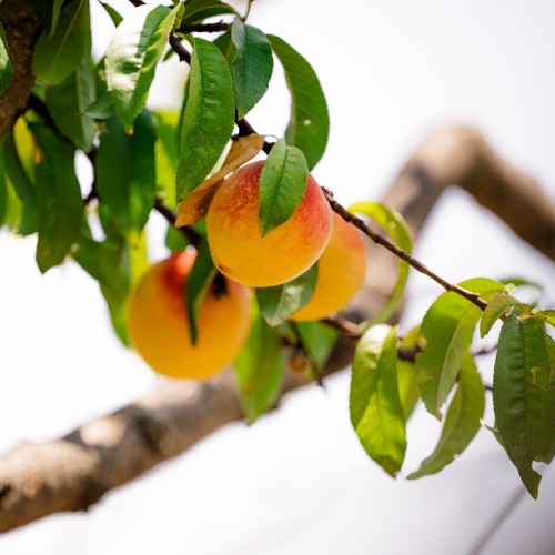 Peaches growing in Monticello's Orchards