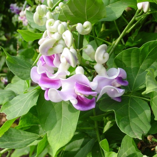Curly purple and white blossoms on green foliage
