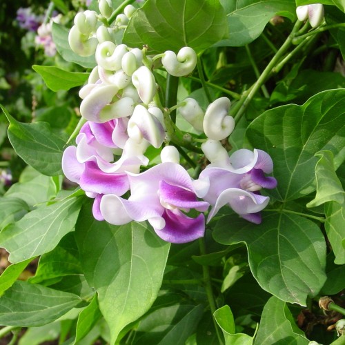 Purple and white curly flower on a backgroud of bright green leaves