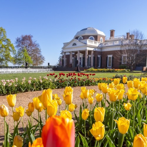 Monticello's West Front in April with rows of tulips on the foreground and chairs set up on the West Lawn