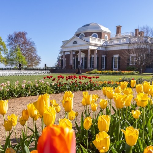 Monticello's West Front in April with rows of tulips on the foreground and chairs set up on the West Lawn.