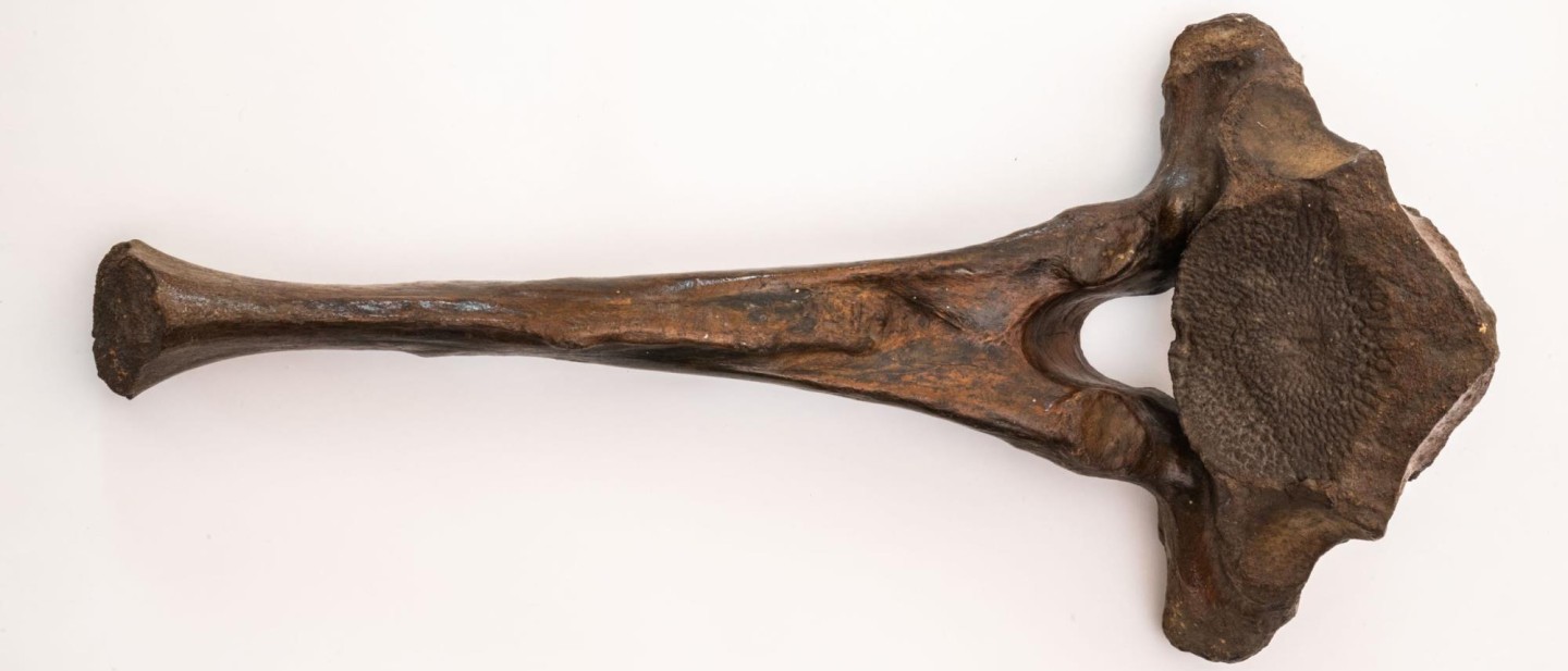 Thoracic vertebra of an American Mastodon