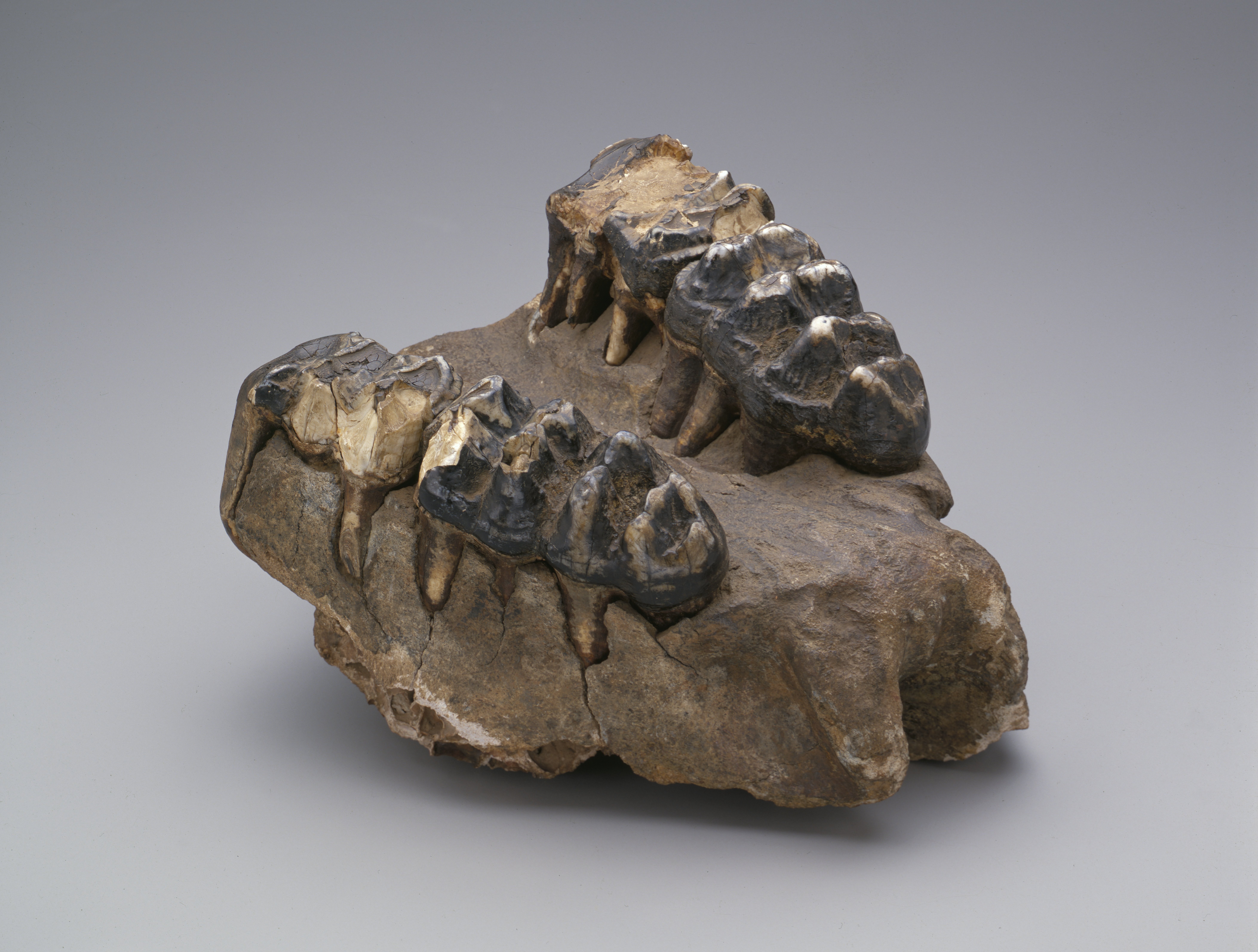 The upper part of a Mastodon jaw shown sitting upside down with the teeth pointed upwards