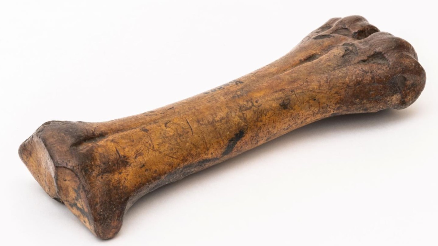 Metacarpal of Bison Antiquus (Ancient Bison)