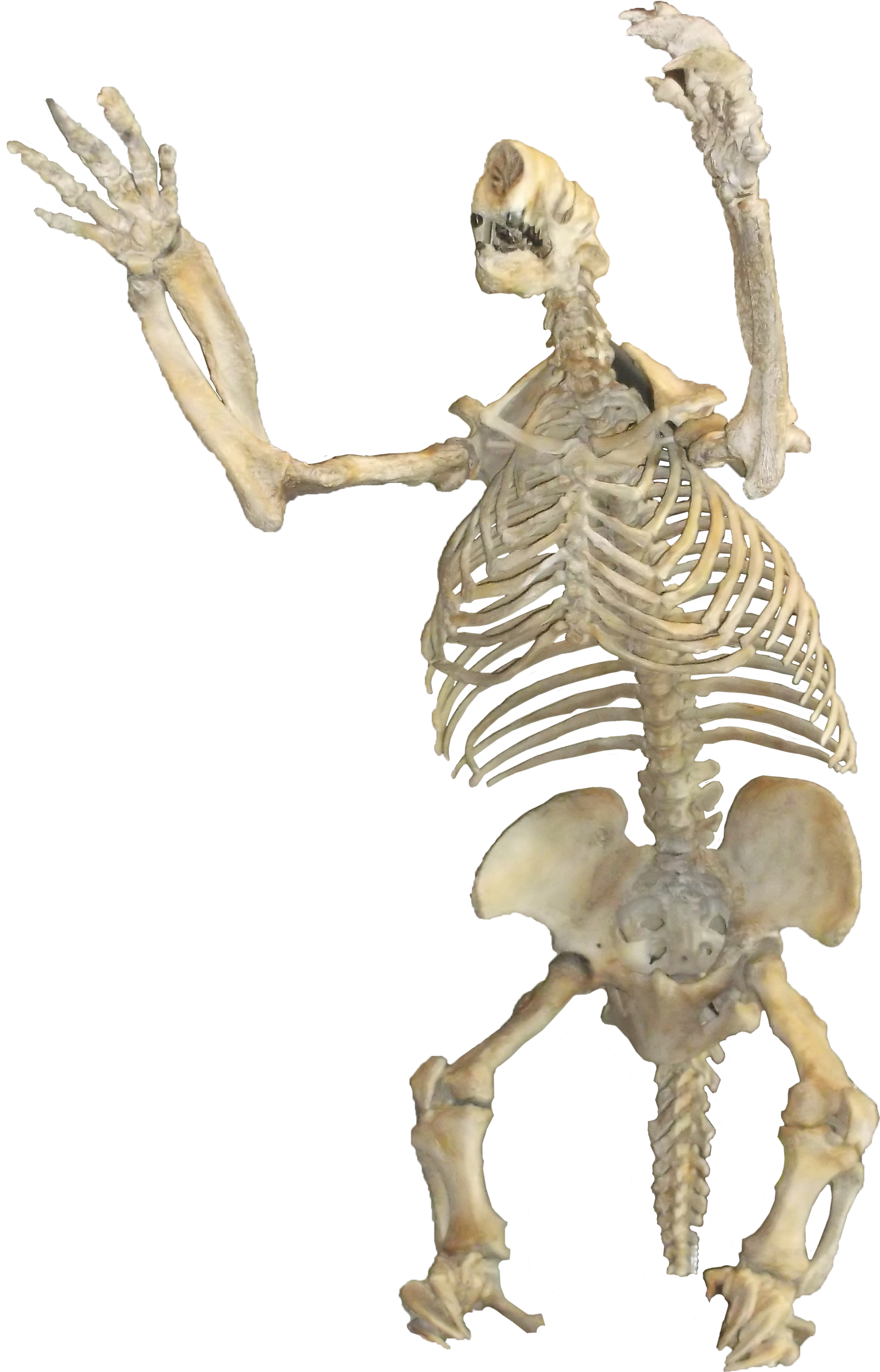  Megalonyx jeffersonii skeleton cast